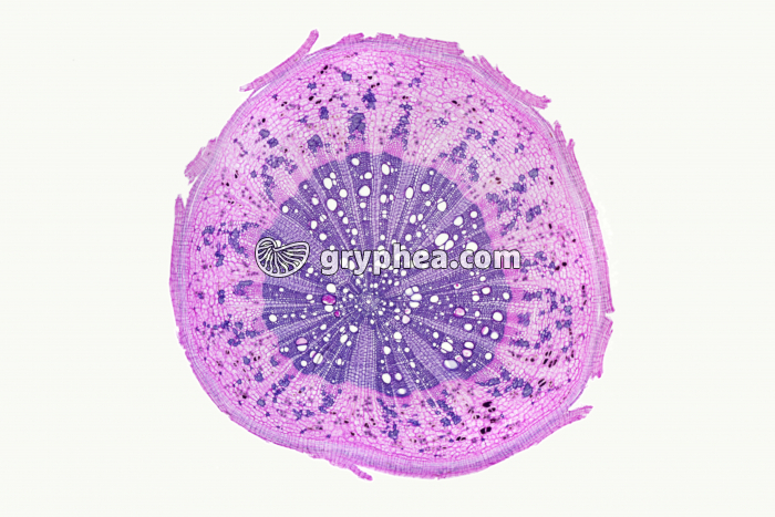 Racine de Chêne (coupe totale) CT x6 - gryphea.com